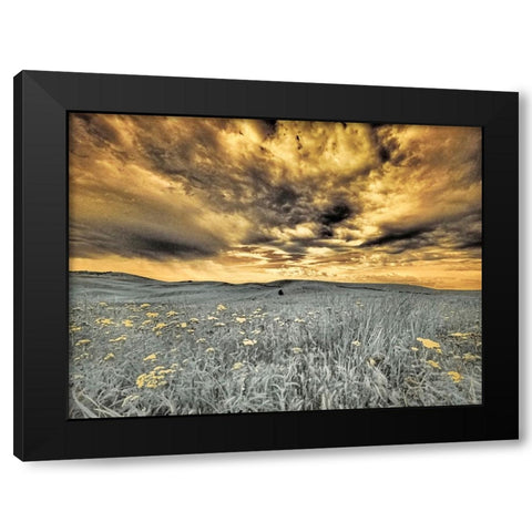 USA-Washington State-Palouse-Spring Poppies and wheat field and clouds Black Modern Wood Framed Art Print with Double Matting by Eggers, Terry