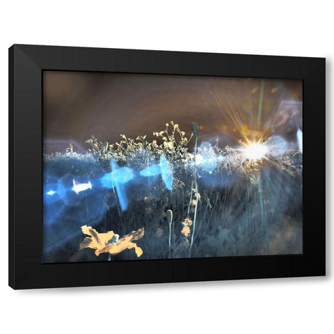 USA-Washington State-Palouse region wildflowers Black Modern Wood Framed Art Print by Eggers, Terry