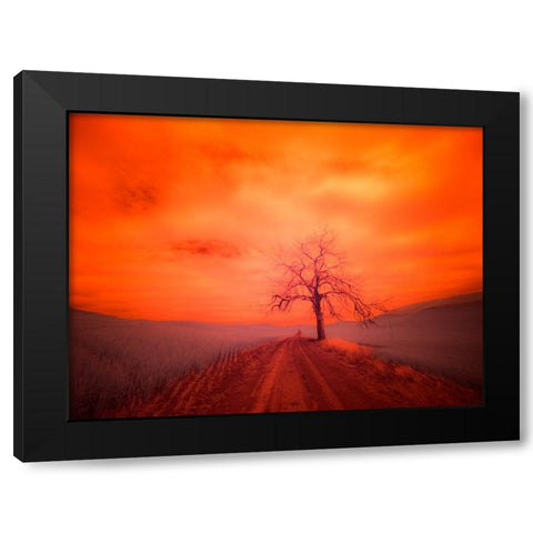 USA-Washington State-Palouse Infrared of lone tree along side country road Black Modern Wood Framed Art Print by Eggers, Terry