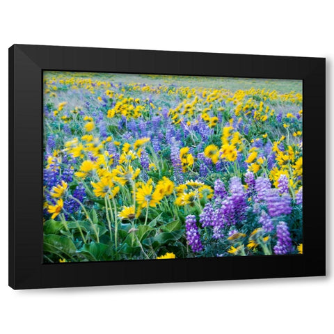 USA-Washington State Arrowleaf balsamroot and lupine Black Modern Wood Framed Art Print by Eggers, Terry