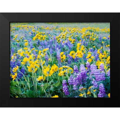 USA-Washington State Arrowleaf balsamroot and lupine Black Modern Wood Framed Art Print by Eggers, Terry