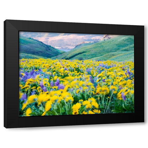USA-Washington State Arrowleaf balsamroot and lupine Black Modern Wood Framed Art Print by Eggers, Terry