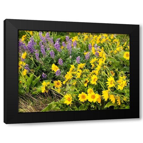 USA-Washington State Arrowleaf balsamroot and lupine Black Modern Wood Framed Art Print by Eggers, Terry