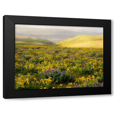USA-Washington State Arrowleaf balsamroot and lupine Black Modern Wood Framed Art Print by Eggers, Terry