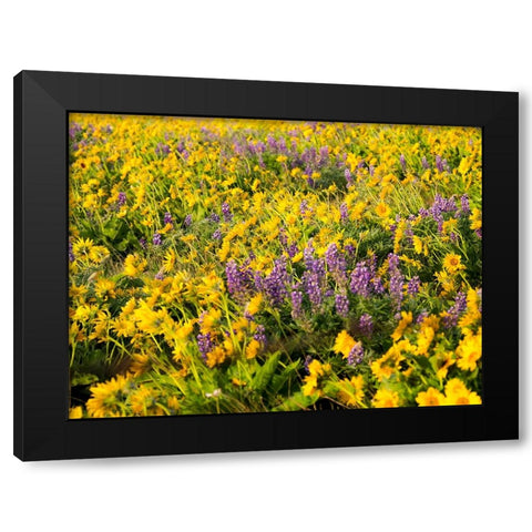 USA-Washington State Arrowleaf balsamroot and lupine Black Modern Wood Framed Art Print with Double Matting by Eggers, Terry