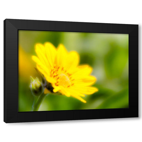 USA-Washington State Close-up of Arrowleaf Balsamroot Black Modern Wood Framed Art Print with Double Matting by Eggers, Terry
