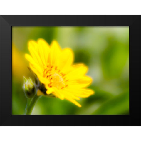 USA-Washington State Close-up of Arrowleaf Balsamroot Black Modern Wood Framed Art Print by Eggers, Terry