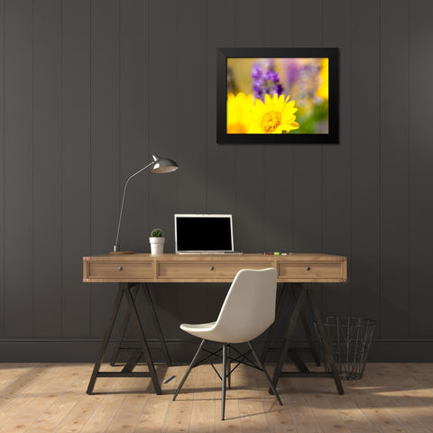 USA-Washington State Close-up of Arrowleaf Balsamroot and lupine Black Modern Wood Framed Art Print by Eggers, Terry
