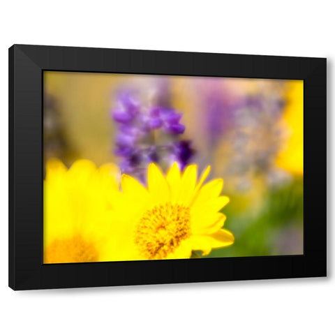 USA-Washington State Close-up of Arrowleaf Balsamroot and lupine Black Modern Wood Framed Art Print by Eggers, Terry