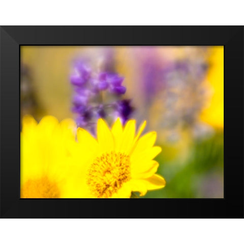 USA-Washington State Close-up of Arrowleaf Balsamroot and lupine Black Modern Wood Framed Art Print by Eggers, Terry