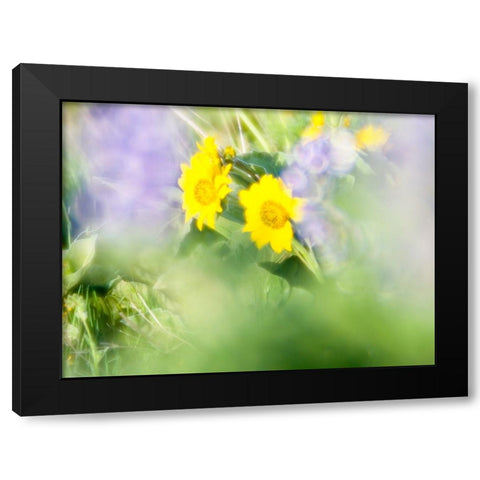 USA-Washington State Close-up of Arrowleaf Balsamroot and lupine Black Modern Wood Framed Art Print with Double Matting by Eggers, Terry