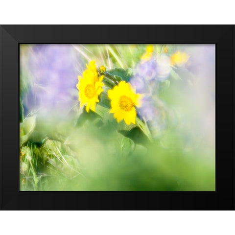 USA-Washington State Close-up of Arrowleaf Balsamroot and lupine Black Modern Wood Framed Art Print by Eggers, Terry