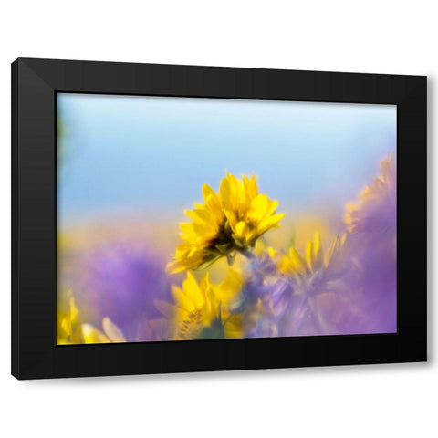 USA-Washington State Close-up of Arrowleaf Balsamroot and lupine Black Modern Wood Framed Art Print with Double Matting by Eggers, Terry