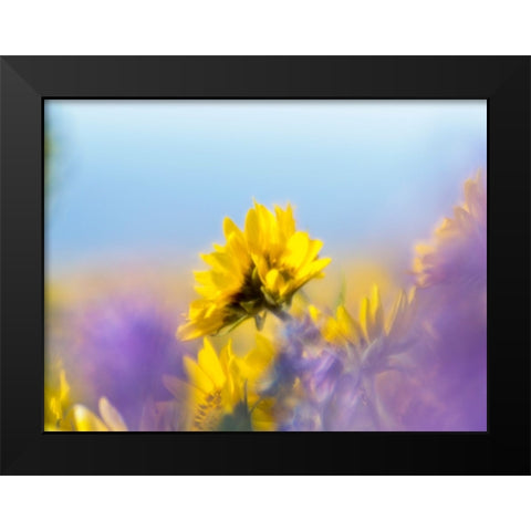 USA-Washington State Close-up of Arrowleaf Balsamroot and lupine Black Modern Wood Framed Art Print by Eggers, Terry