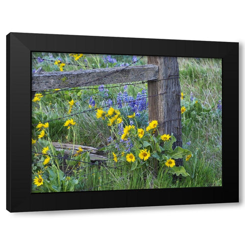 USA-Washington State Fence line with spring wildflowers Black Modern Wood Framed Art Print by Eggers, Terry