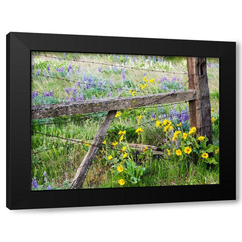 USA-Washington State Fence line with spring wildflowers Black Modern Wood Framed Art Print by Eggers, Terry