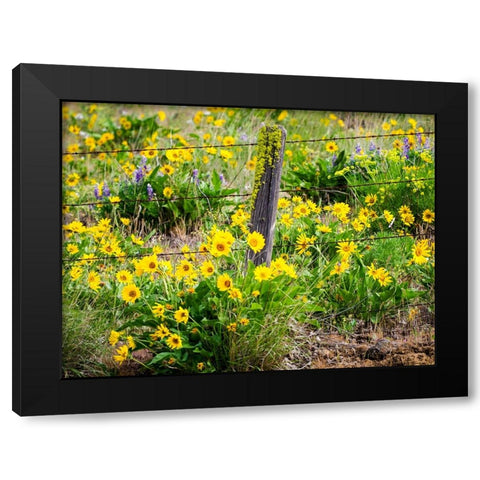 USA-Washington State Fence line with spring wildflowers Black Modern Wood Framed Art Print by Eggers, Terry