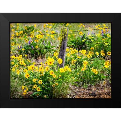 USA-Washington State Fence line with spring wildflowers Black Modern Wood Framed Art Print by Eggers, Terry