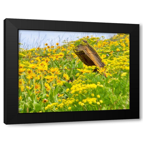 USA-Washington State Fence line and wildflowers Black Modern Wood Framed Art Print with Double Matting by Eggers, Terry