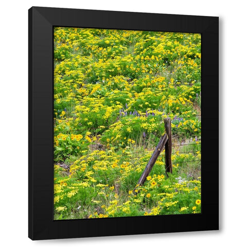 USA-Washington State Fence line and wildflowers Black Modern Wood Framed Art Print with Double Matting by Eggers, Terry