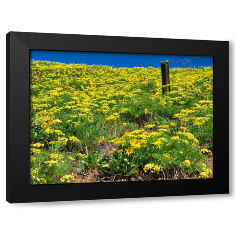 USA-Washington State Fence line and wildflowers Black Modern Wood Framed Art Print by Eggers, Terry