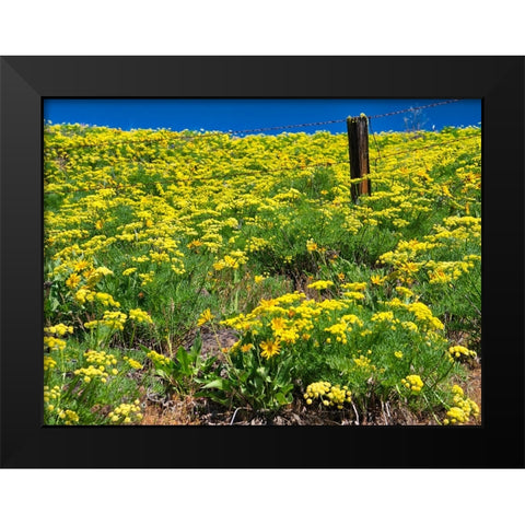USA-Washington State Fence line and wildflowers Black Modern Wood Framed Art Print by Eggers, Terry