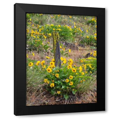 USA-Washington State Fence line and wildflowers Black Modern Wood Framed Art Print with Double Matting by Eggers, Terry