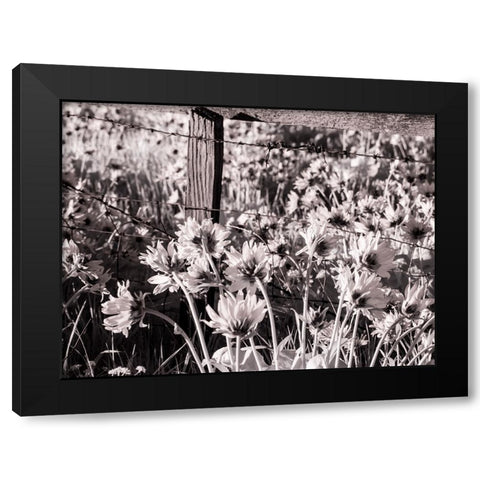 USA-Washington State Infrared capture of fence line and wildflowers Black Modern Wood Framed Art Print with Double Matting by Eggers, Terry