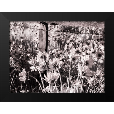 USA-Washington State Infrared capture of fence line and wildflowers Black Modern Wood Framed Art Print by Eggers, Terry