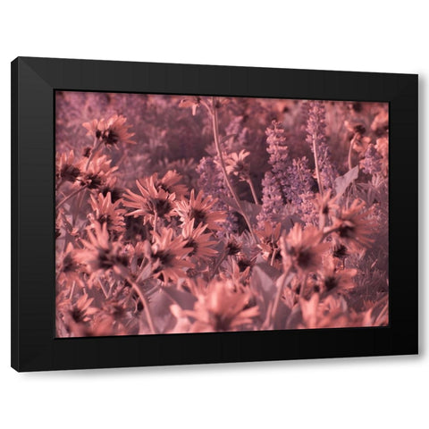 USA-Washington State Infrared capture wildflowers in bloom Black Modern Wood Framed Art Print by Eggers, Terry
