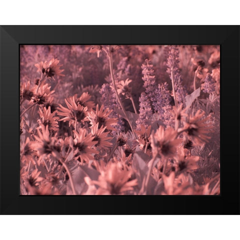 USA-Washington State Infrared capture wildflowers in bloom Black Modern Wood Framed Art Print by Eggers, Terry