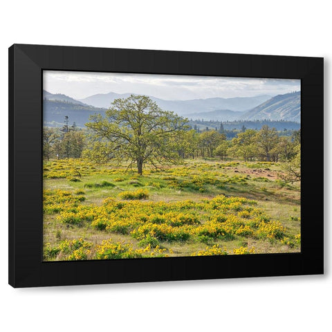 USA-Washington State Lone Oak Tree in field of wildflowers Black Modern Wood Framed Art Print by Eggers, Terry