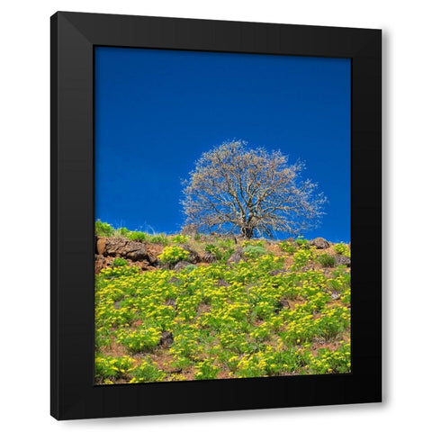 USA-Washington State Lone Tree on hillside with spring wildflowers Black Modern Wood Framed Art Print by Eggers, Terry