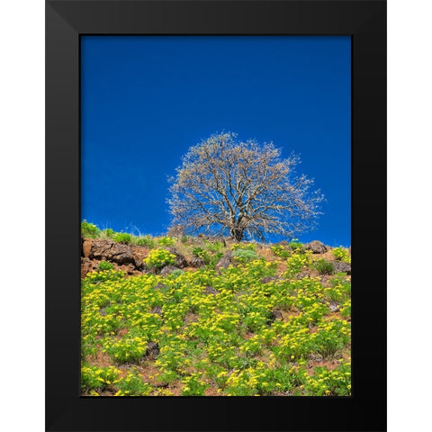 USA-Washington State Lone Tree on hillside with spring wildflowers Black Modern Wood Framed Art Print by Eggers, Terry