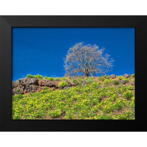 USA-Washington State Lone Tree on hillside with spring wildflowers Black Modern Wood Framed Art Print by Eggers, Terry