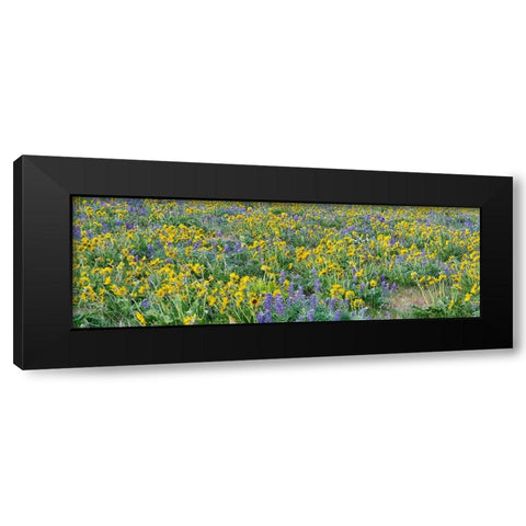 USA-Washington State Panorama of Columbia River Gorge covered in arrowleaf balsamroot and lupine Black Modern Wood Framed Art Print with Double Matting by Eggers, Terry