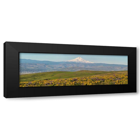 USA-Washington State Panorama of Columbia River Gorge covered in arrowleaf balsamroot Black Modern Wood Framed Art Print with Double Matting by Eggers, Terry