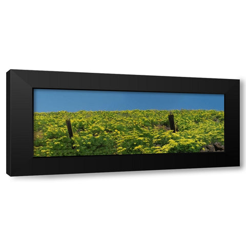USA-Washington State Panorama of fence line and wildflowers Black Modern Wood Framed Art Print with Double Matting by Eggers, Terry