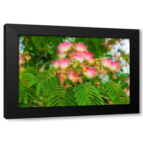 Mimosa tree flowers. Seattle- Washington. Black Modern Wood Framed Art Print with Double Matting by Haseltine, Tom