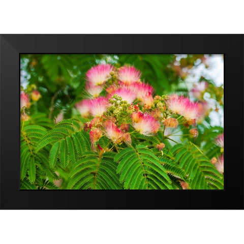 Mimosa tree flowers. Seattle- Washington. Black Modern Wood Framed Art Print by Haseltine, Tom
