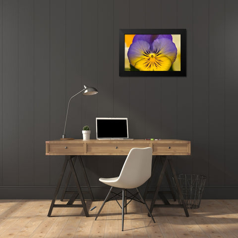 Blue yellow Garden Pansy Blooming macro-Bellevue-Washington State Cold Weather flowers Black Modern Wood Framed Art Print by Perry, William