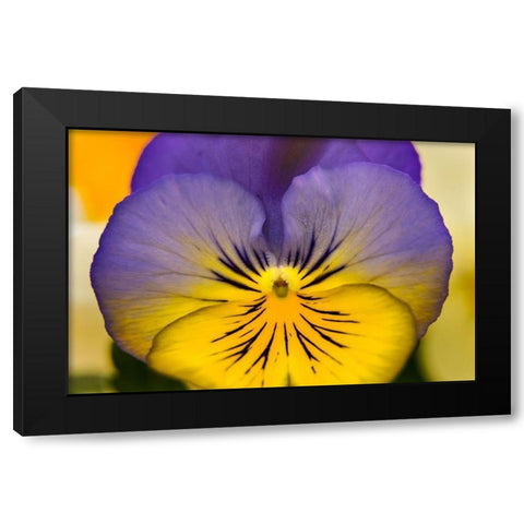 Blue yellow Garden Pansy Blooming macro-Bellevue-Washington State Cold Weather flowers Black Modern Wood Framed Art Print by Perry, William