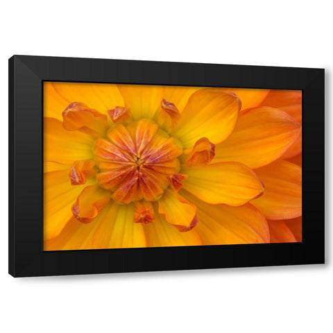 Orange yellow Waterlily Many Petals Dahlia Blooming Black Modern Wood Framed Art Print by Perry, William