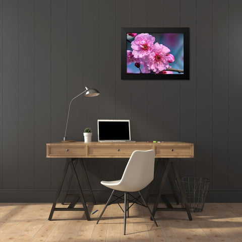 Pink peach flowering fruit tree-Bellevue-Washington State Black Modern Wood Framed Art Print by Perry, William
