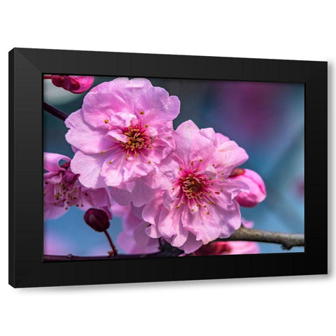 Pink peach flowering fruit tree-Bellevue-Washington State Black Modern Wood Framed Art Print by Perry, William