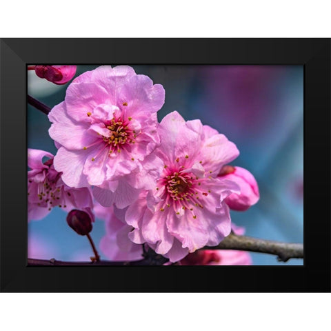 Pink peach flowering fruit tree-Bellevue-Washington State Black Modern Wood Framed Art Print by Perry, William