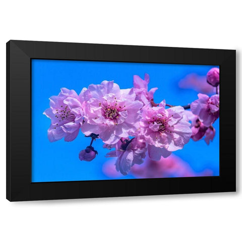 Pink peach flowering fruit tree-Bellevue-Washington State Black Modern Wood Framed Art Print by Perry, William