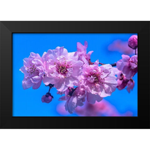 Pink peach flowering fruit tree-Bellevue-Washington State Black Modern Wood Framed Art Print by Perry, William