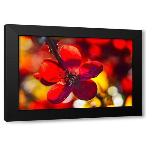 Maroon Atsuya Hamada Quince flowering-Bellevue-Washington State Black Modern Wood Framed Art Print by Perry, William
