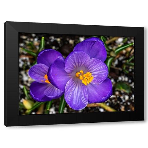 Crocus blooming-Bellevue-Washington State First flower of spring Black Modern Wood Framed Art Print by Perry, William